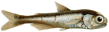 Mindre prickfisk (myctophum punctatum)