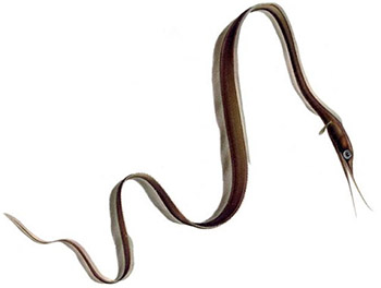Trådål (nemichthys scolopaceus)