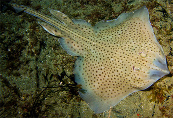 Fläckrocka (raja montagui)