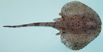 Rundrocka (rajella fyllae)