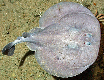 Darrocka (tetronarce nobiliana)