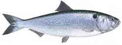 Maifisch (Alosa alosa)
