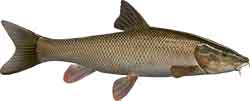 Barbe (Barbus barbus)