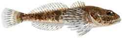 Cottus koshewnikowi