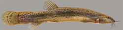 Ostasiatischer Schlammpeitzger (Misgurnus anguillicaudatus)