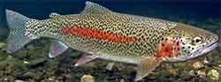 Kirjolohi (oncorhynchus mykiss)