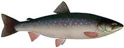 Wandersaibling (Salvelinus alpinus)