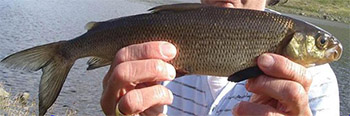 coregonus stigmaticus (coregonus stigmaticus)