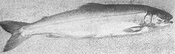 Salmo ferox (salvelinus mallochi)