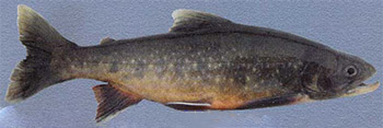 Salmo ferox (salvelinus maxillaris)