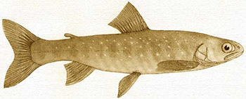 Salmo ferox (salvelinus obtusus)