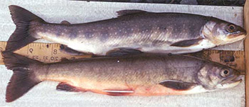 Salmo ferox (salvelinus perisii)