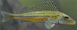 Schrätzer (Gymnocephalus schraetser)