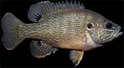 Grasbarsch (Lepomis cyanellus)