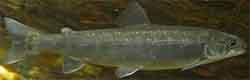 Ammersee-Saibling (Salvelinus evasus)