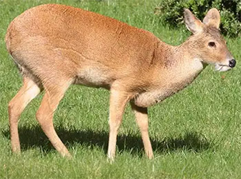Water deer (hydropotes inermis)