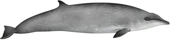 Gervais's beaked whale (mesoplodon europaeus)