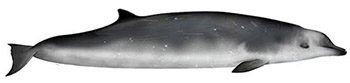 True's beaked whale (mesoplodon mirus)