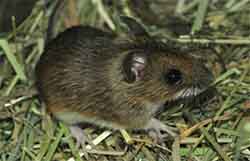 Alpine field mouse