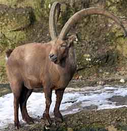 Alpine ibex