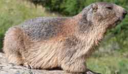 Alpine marmot