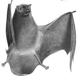 Common bent-wing bat