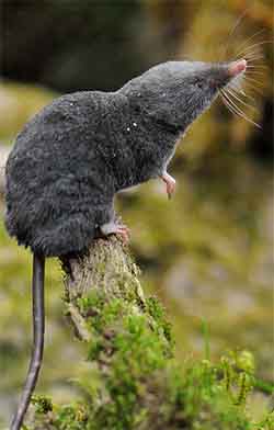 Alpine shrew