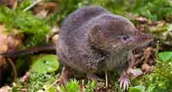 Crowned shrew
