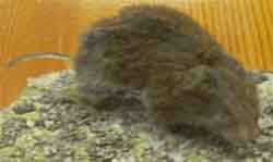 Tatra pine vole (Microtus tatricus)
