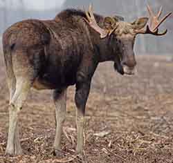 Moose