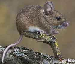 Wood mouse