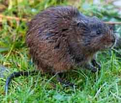 European water vole