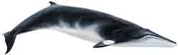 Common minke whale