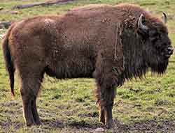 European bison
