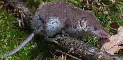 Bicolored shrew