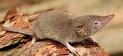 Lesser white-toothed shrew