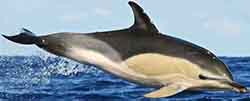 Common dolphin