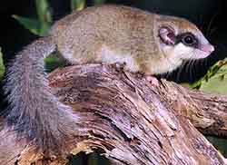 Forest dormouse