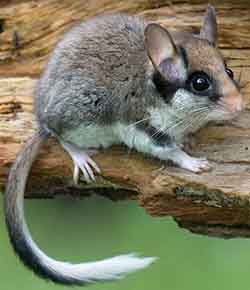 Garden dormouse