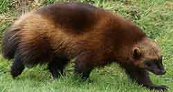 Wolverine (gulo gulo)
