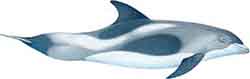 White-beaked dolphin