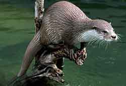 Eurasian otter