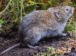 Short-tailed field vole