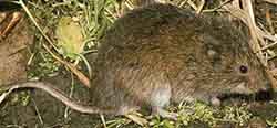 Tundra vole