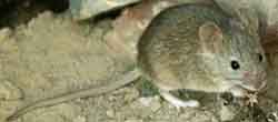 House mouse
