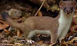 Stoat