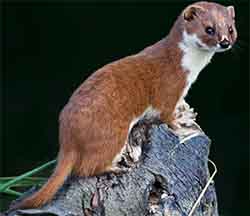 Least weasel
