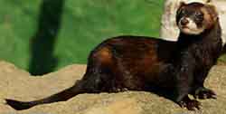 European polecat