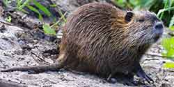 Nutria