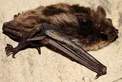 Pond bat